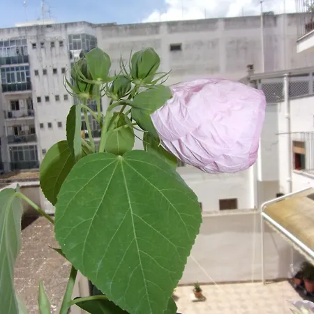 La Fontanella Affittacamere *