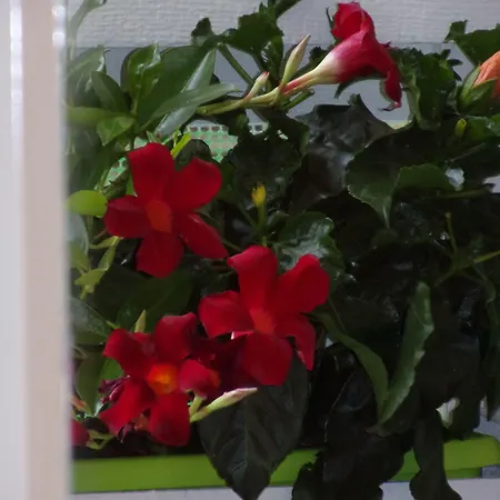 La Fontanella Affittacamere *