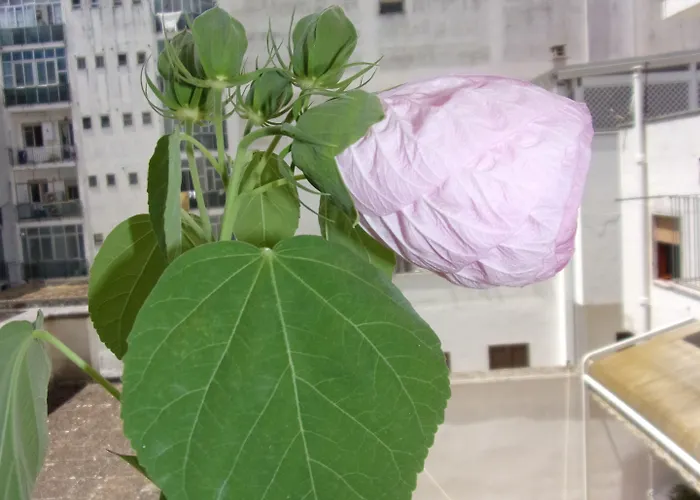 La Fontanella בית הארחה *